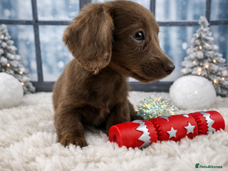 Miniature Dachshund dogs 👑 MINI LONG HAIRED DACHSHUNDS 👑 - Advert 11