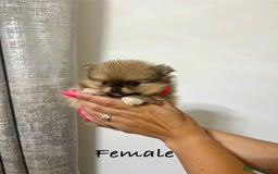 Pomeranian dogs for sale: 💎 Golden Colour Very Small Teddy Face 💎 - Image 16