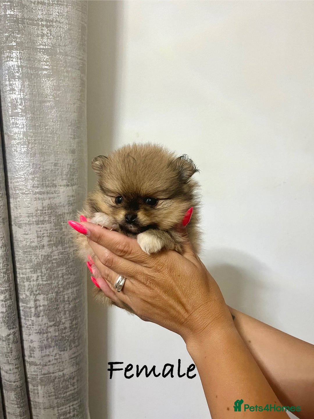Pomeranian dogs for sale: 💎 Golden Colour Very Small Teddy Face 💎 - Image 16