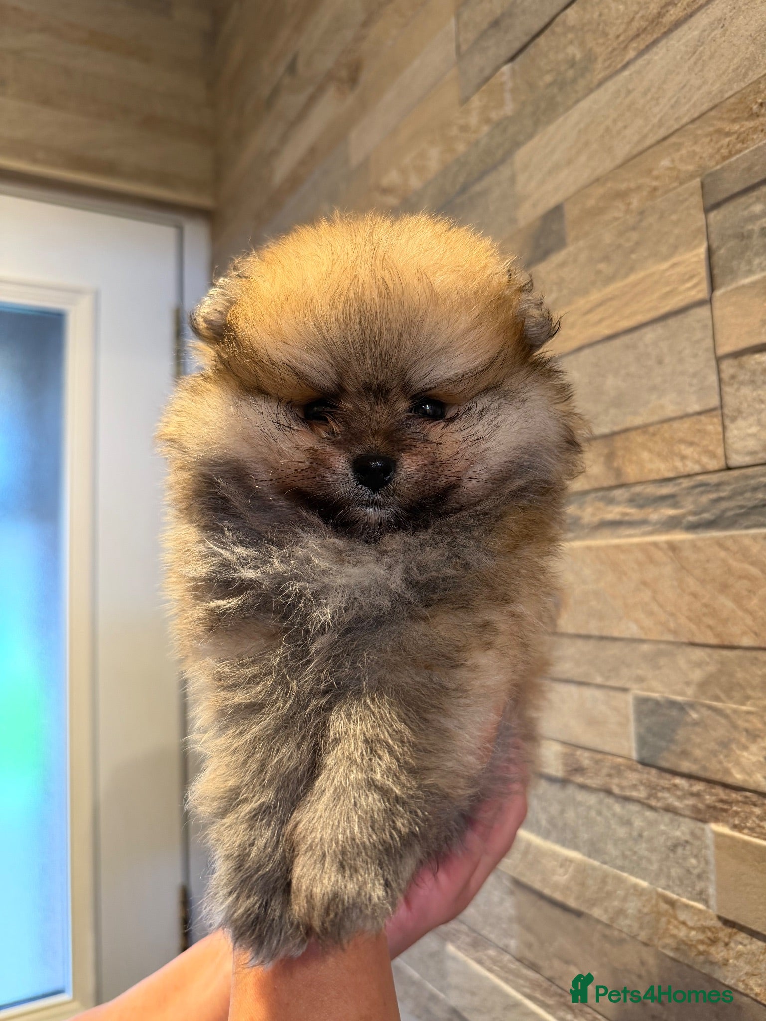 Pomeranian dogs Pomeranian Boy 🩶 - Advert 3
