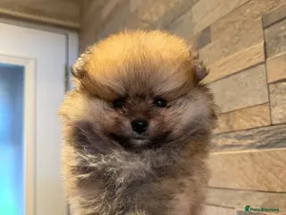 Pomeranian dogs Pomeranian Boy 🩶 - Advert 1
