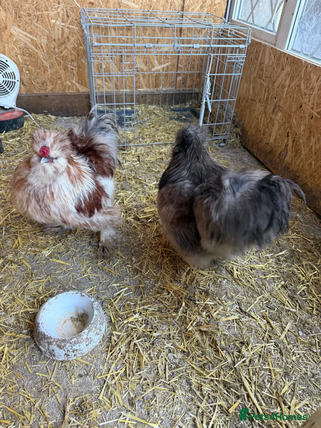 Chickens poultry for sale: USA silkies  - Advert 3