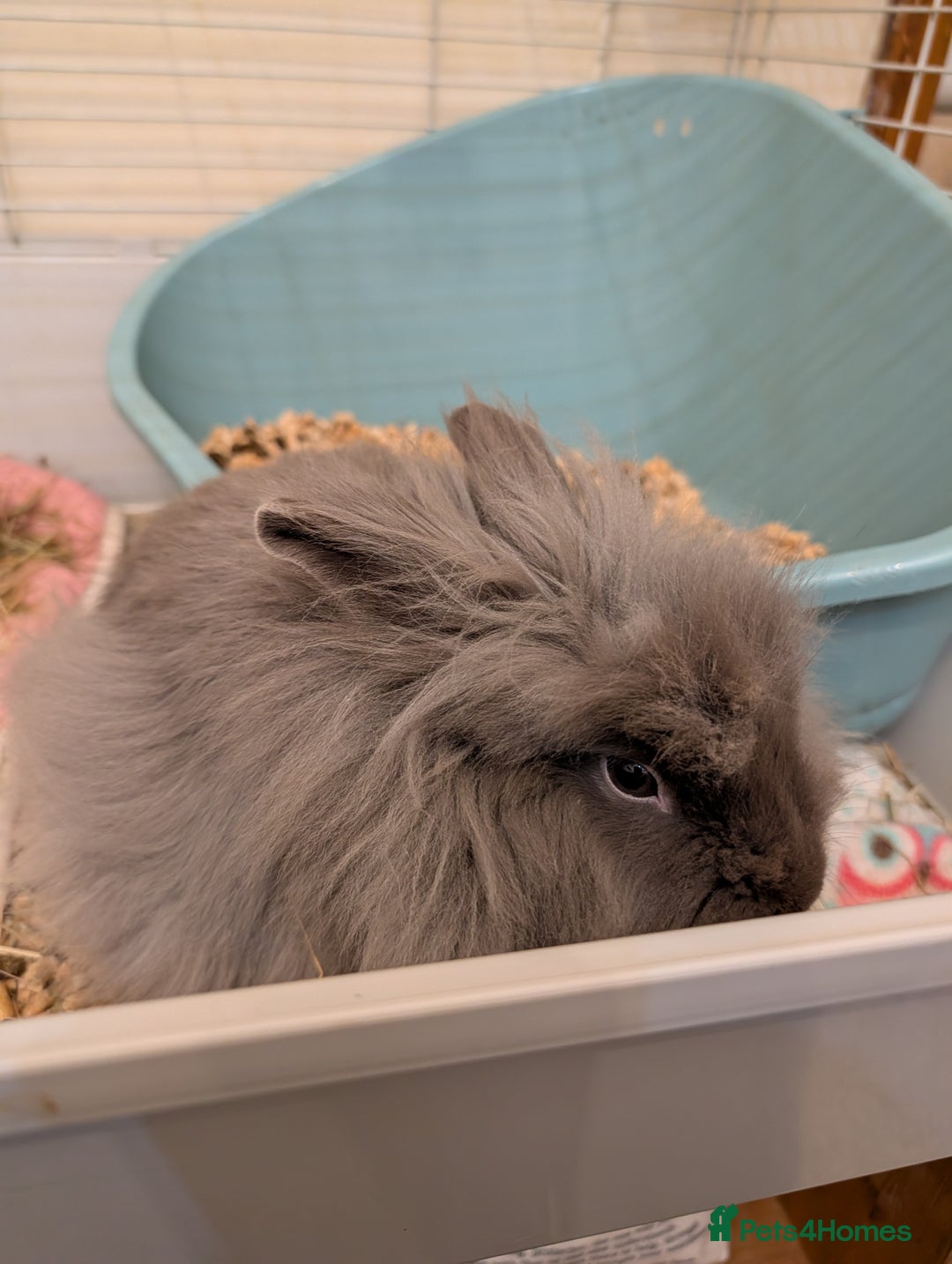 Lionhead rabbits for sale: Female mini double lionhead  - Advert 1