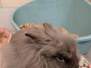 Lionhead rabbits Female mini double lionhead - Advert 15