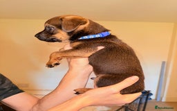 Mixed Breed dogs for sale: Mastiff x rottweiler  - Image 20