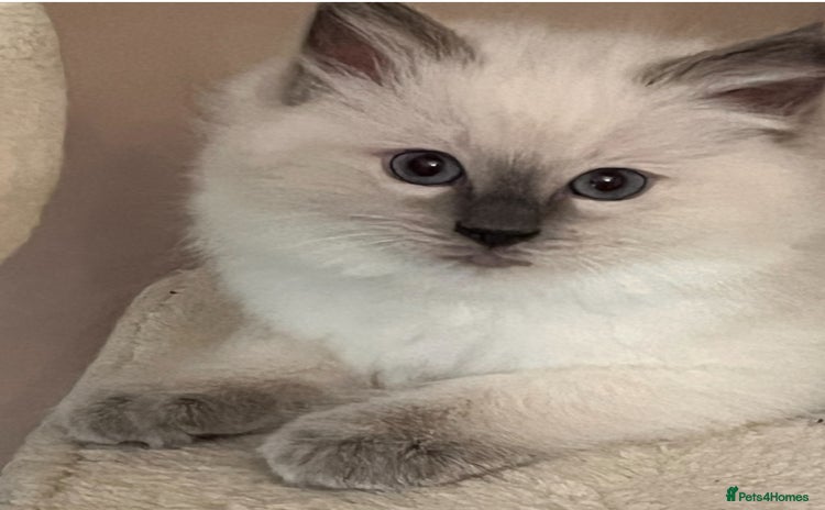 Ragdoll cats - Advert 5
