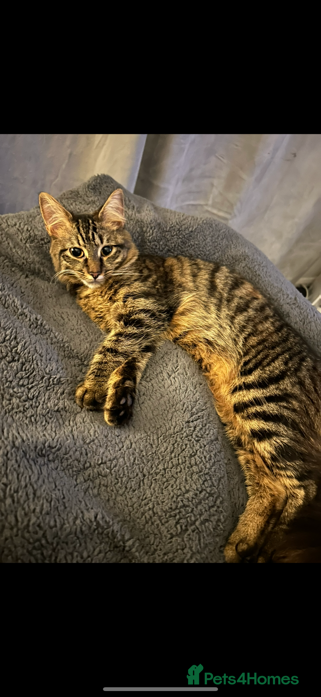 Mixed Breed cats for sale: Maine coon/tabby  - Image 9