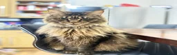 Maine Coon cats for sale: Majestic Maine Coon  - Advert 4