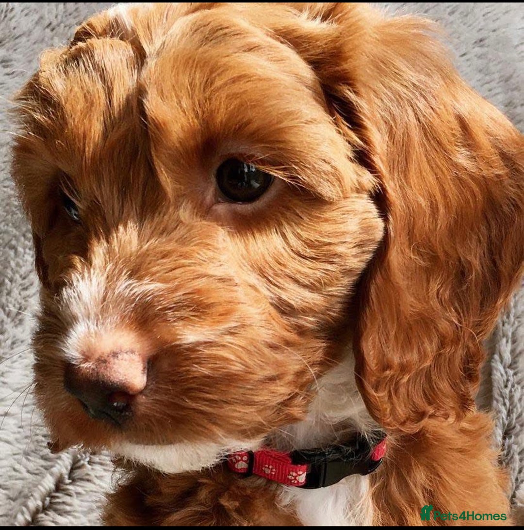 Cockapoo dogs for sale: 3 Stunning Dark Red Cockapoo Puppies - Image 34