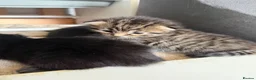 Russian Blue cats for sale: Balus kittens - Advert 6