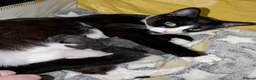 Mixed Breed cats for sale: Four kittens  - Advert 9