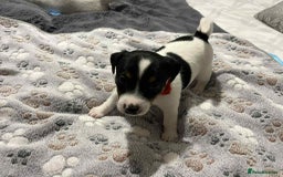 Jack Russell dogs for sale: Jack Russell Puppies for Sale  - Image 9