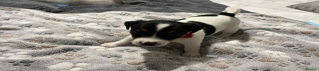 Jack Russell Puppy red collar 