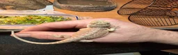 Bearded Dragon reptiles for sale: Super friendly baby bearded dragons - Advert 5