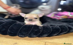 Chihuahua dogs for sale: 🩵 𝓬𝓾𝓭𝓭𝓵𝔂 𝓪𝓷𝓭 𝓹𝓵𝓪𝔂𝓯𝓾𝓵 𝓫𝓸𝔂𝓼🩵 - Image 4