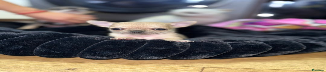Chihuahua Puppy 1