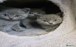 British Shorthair cats for sale: Cute British Shorthair Kittens Ready for go - Image 3