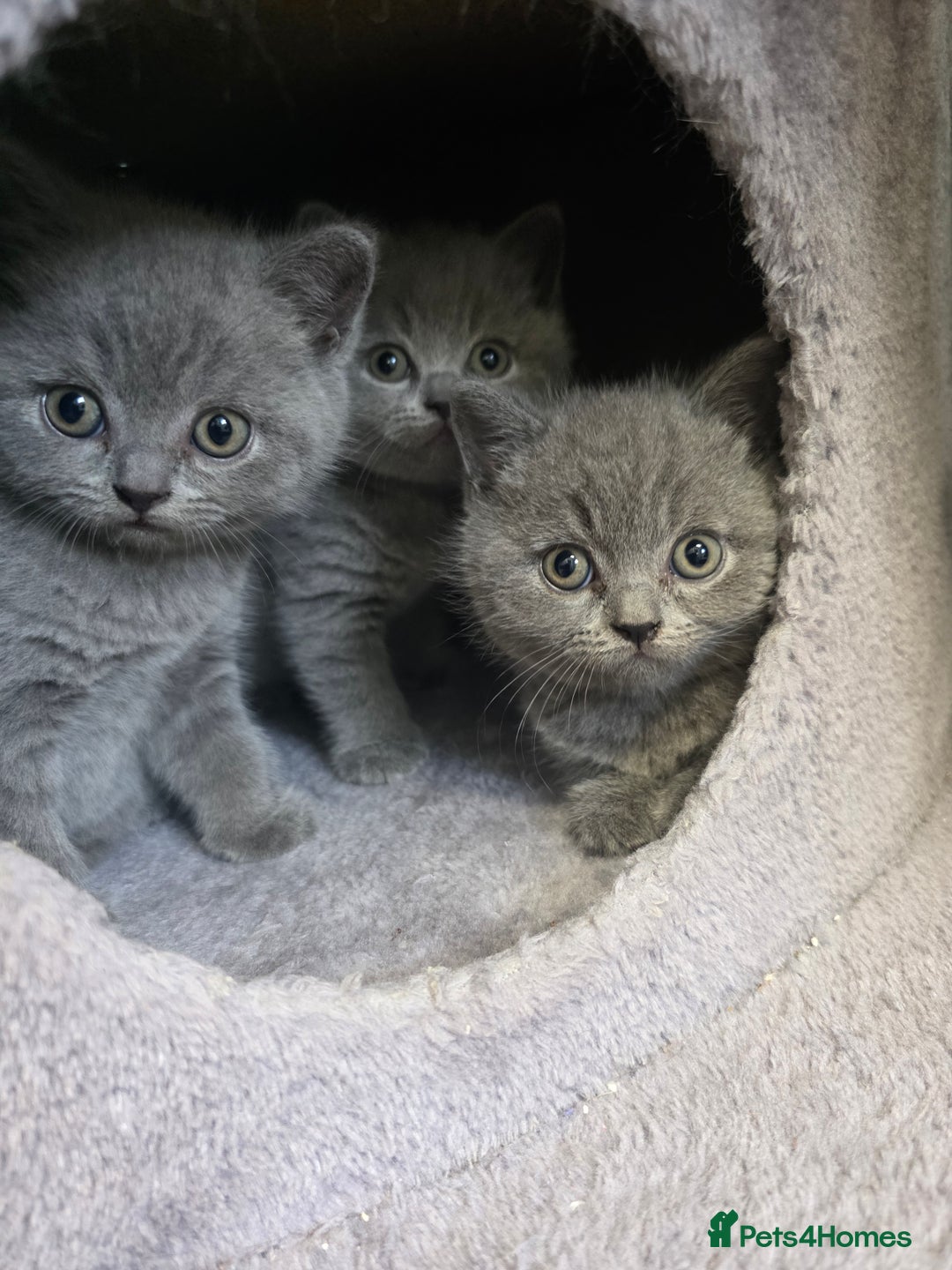 British Shorthair cats for sale: Cute British Shorthair Kittens Ready for go - Image 3