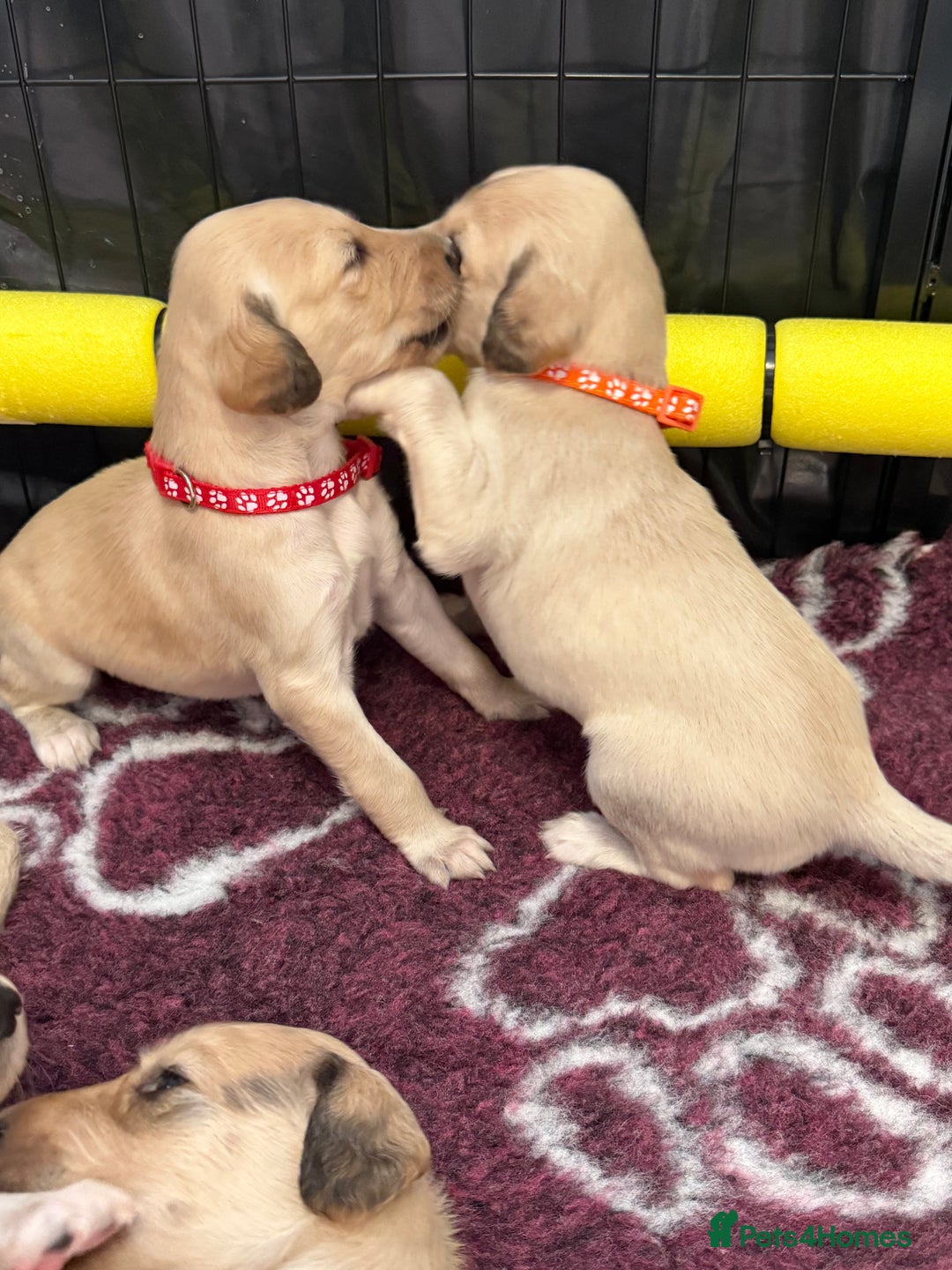 Saluki dogs for sale: Beautiful Saluki (new updated photos)  - Image 40