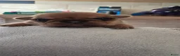 French Bulldog dogs for sale: Stunning Frenchie babies - Advert 8