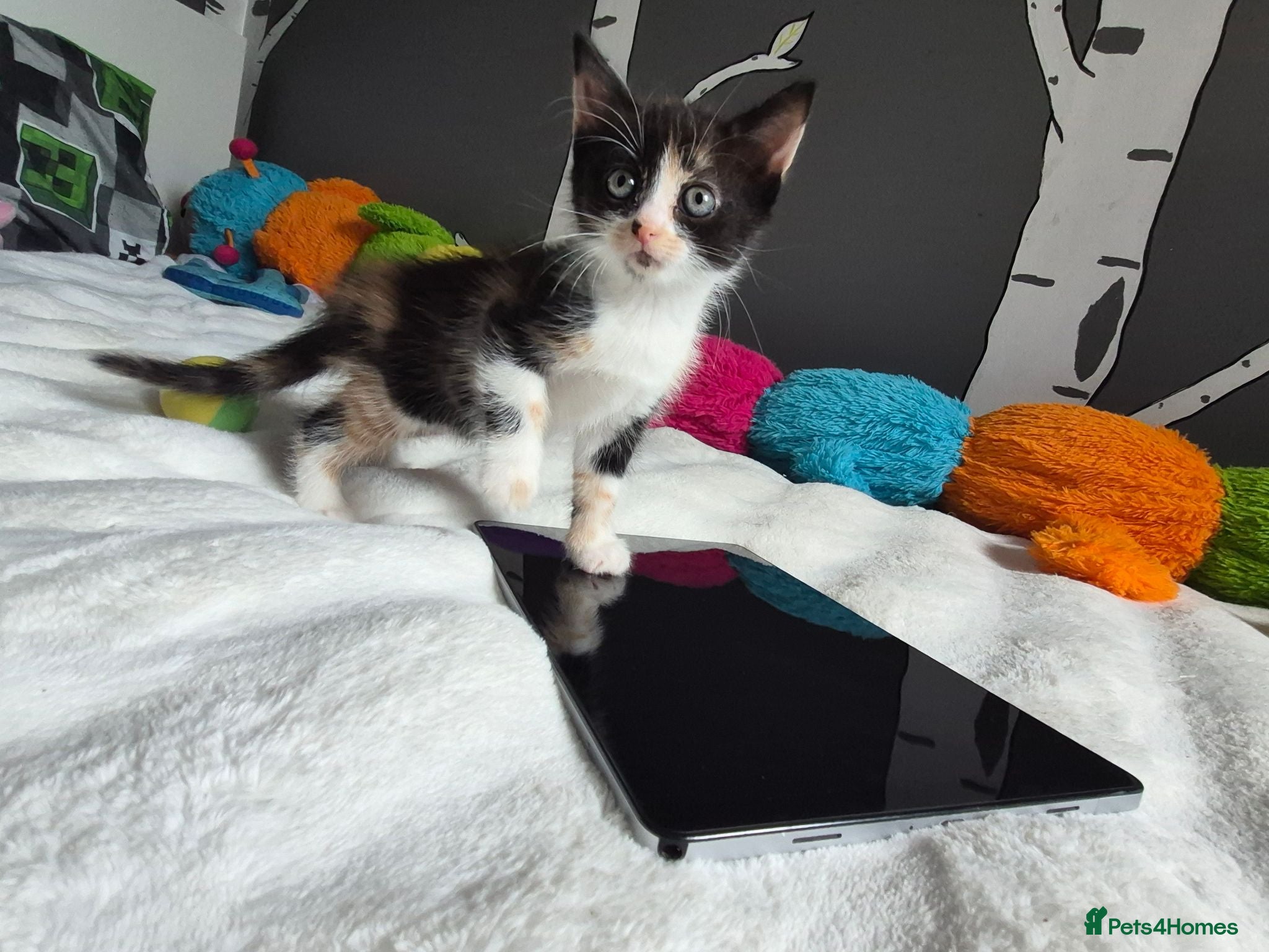 Mixed Breed cats Kittens - Advert 14