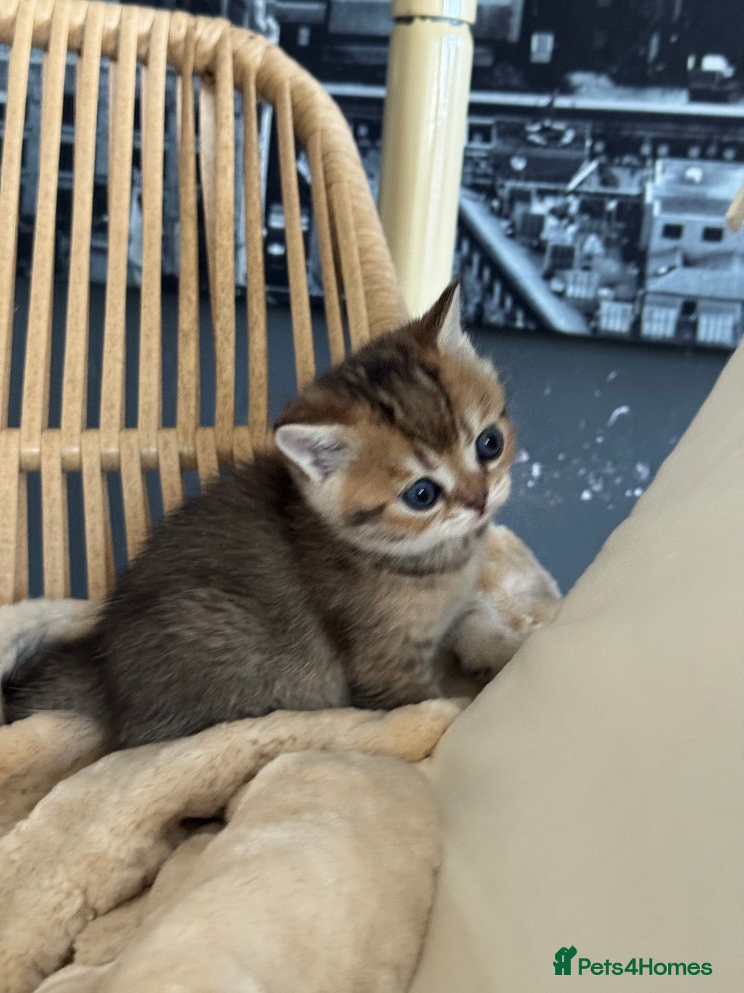 British Shorthair cats for sale: 2 Outstanding BSHLitter Chinchilla &Classic Lines) - Advert 13