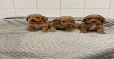 Cockapoo dogs - Advert 3