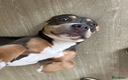 Mixed Breed dogs for sale: Qwennie  - Image 6