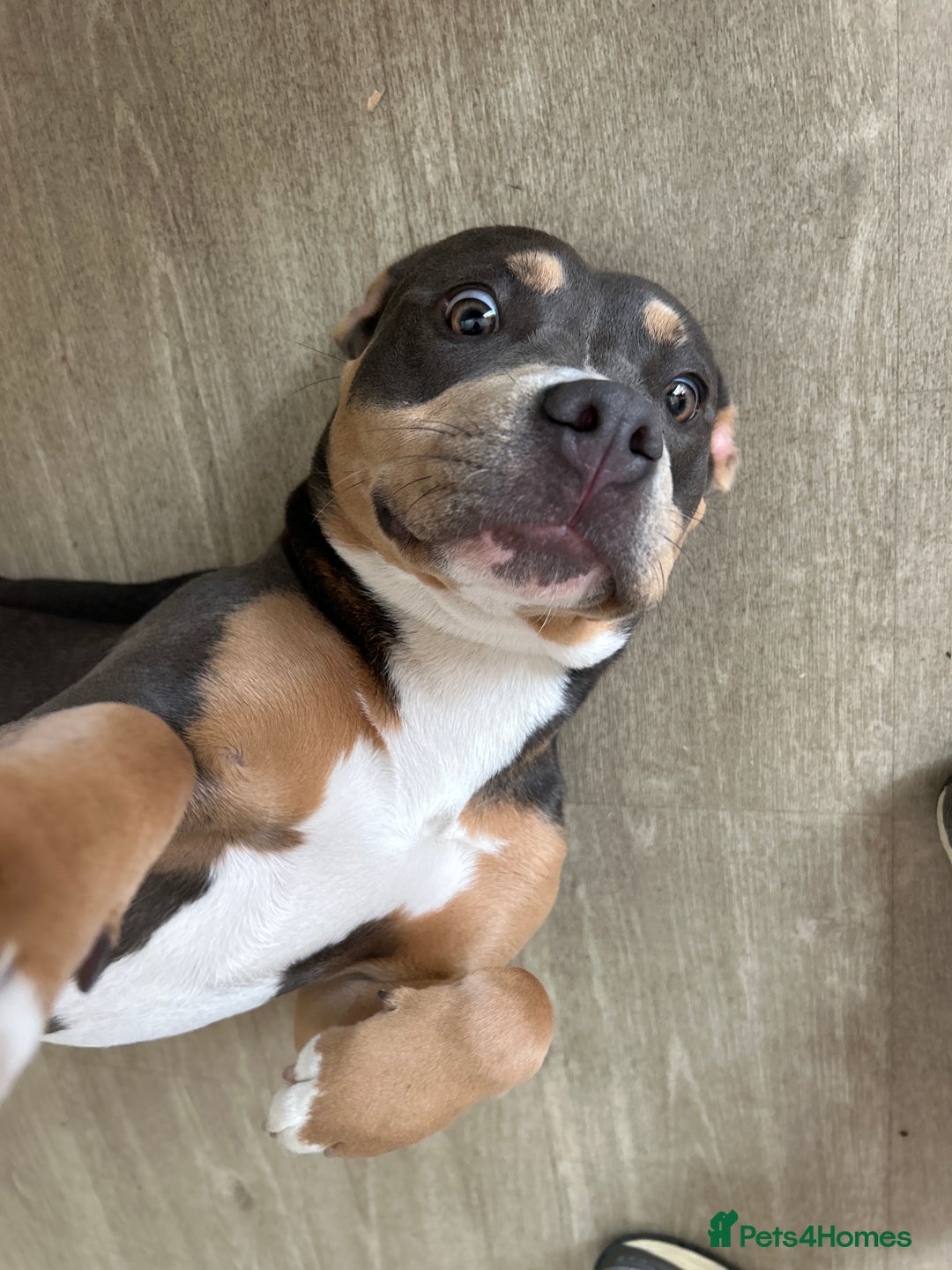 Mixed Breed dogs for sale: Qwennie  - Image 6