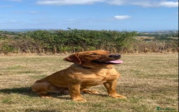Mixed Breed dogs for sale: Kelpie X Red Labrador  - Image 3