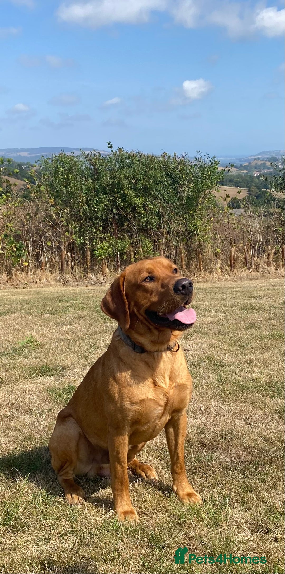 Mixed Breed dogs for sale: Kelpie X Red Labrador  - Image 3