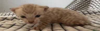 Bengal 4