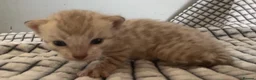 Bengal cats for sale: 5 beautiful full breed bengal kits - Advert 5