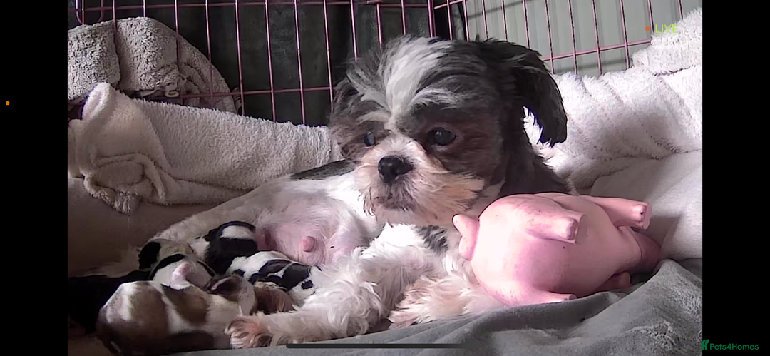 Shih Tzu dogs for sale: 5 Beautiful shihtzu  puppies for sale 2xM 3xF - Image 3