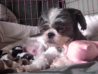 Shih Tzu dogs - Advert 10