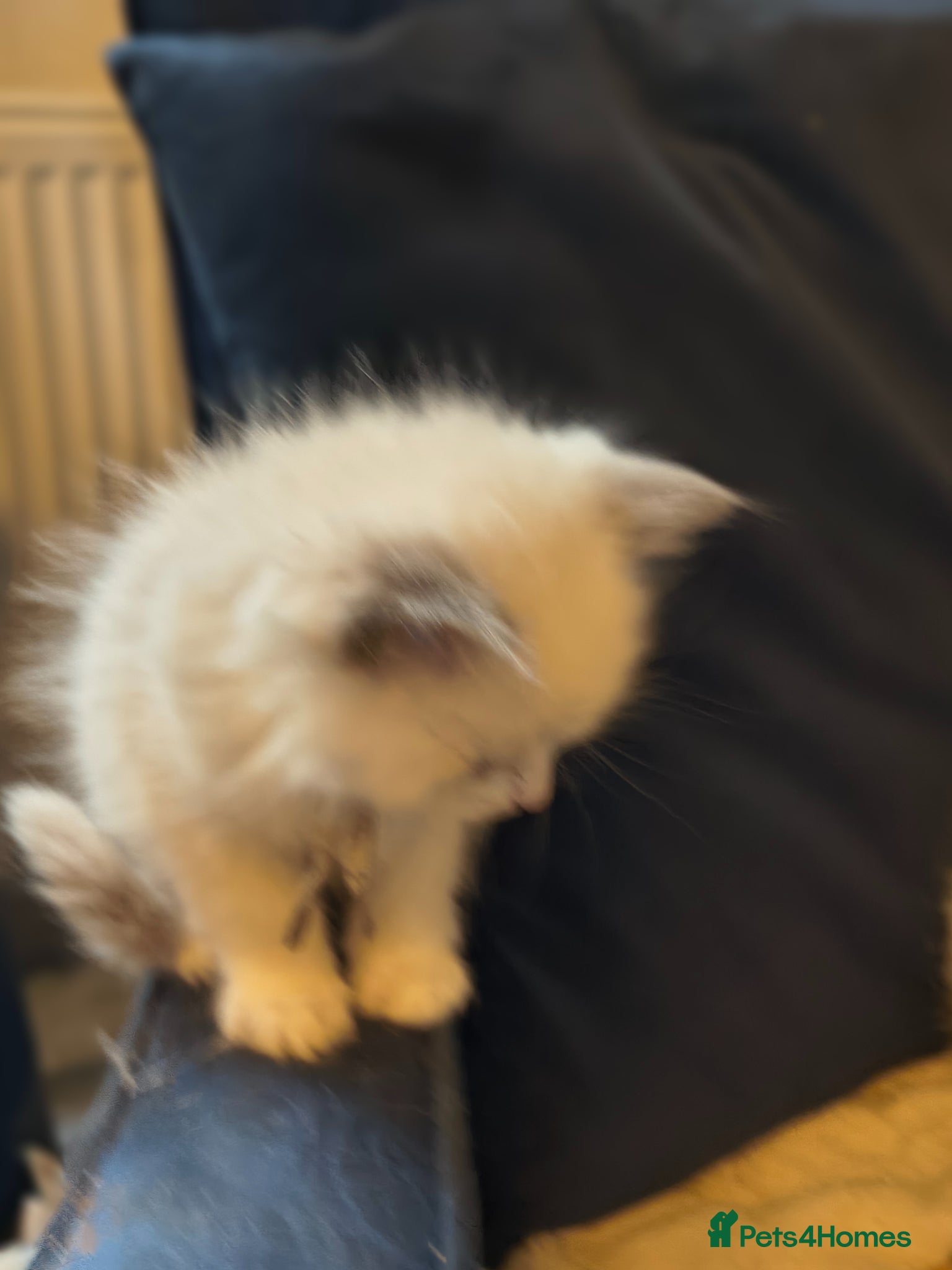 Ragdoll cats for sale: Blue mitted Ragdoll kittens - Advert 8