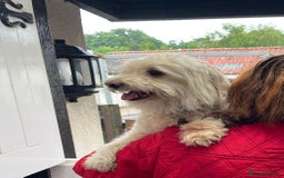 Bichon Frise dogs for adoption: Meet WALLACE - a Beautiful boy for a Loving Home - Image 11