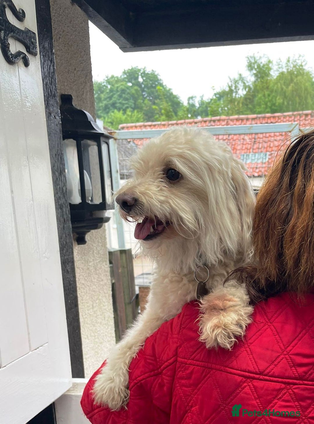 Bichon Frise dogs for adoption: Meet WALLACE - a Beautiful boy for a Loving Home - Image 11