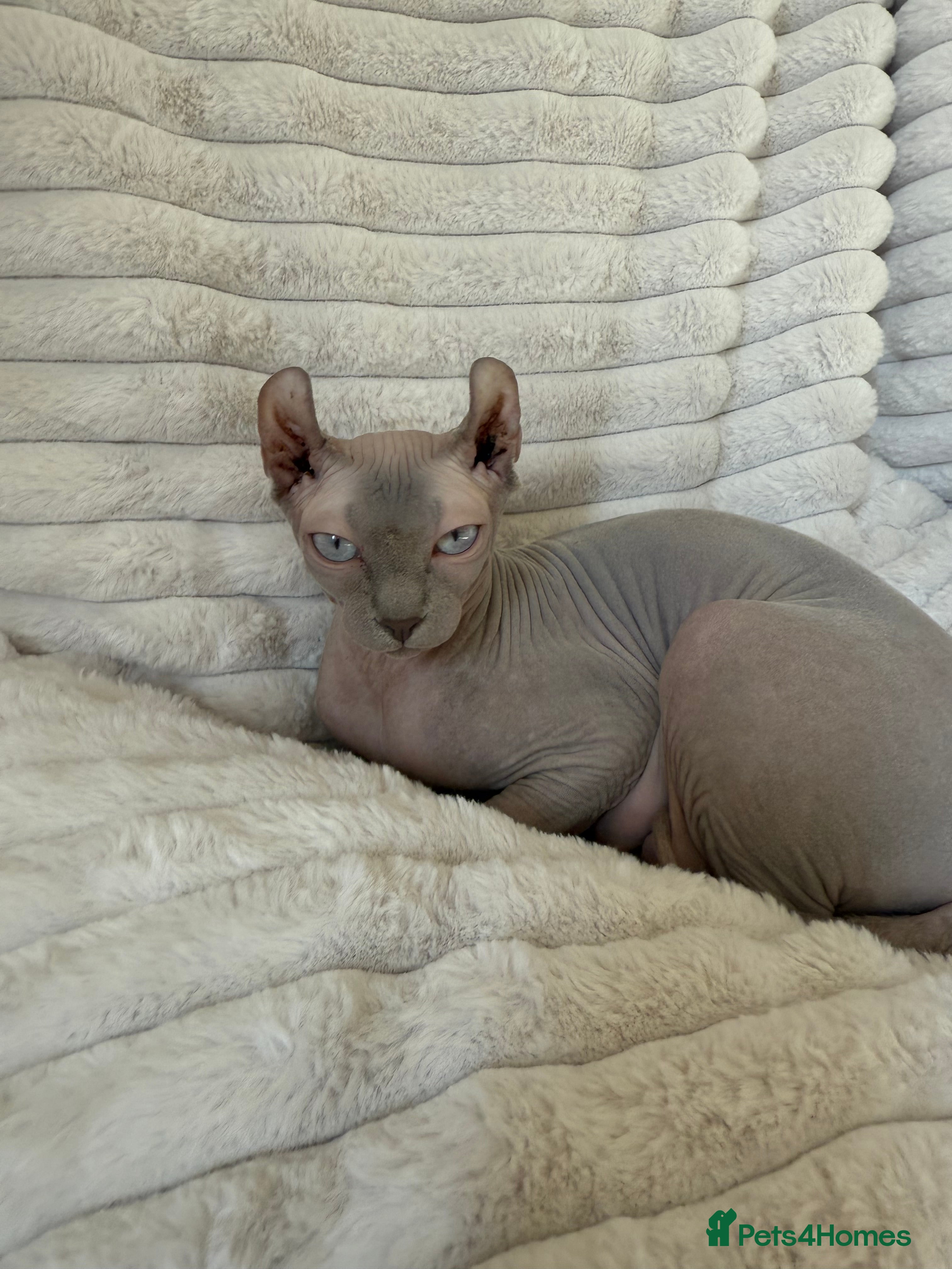 Sphynx cats TICA ACTIVE QUEEN🐈‍⬛ - Advert 2