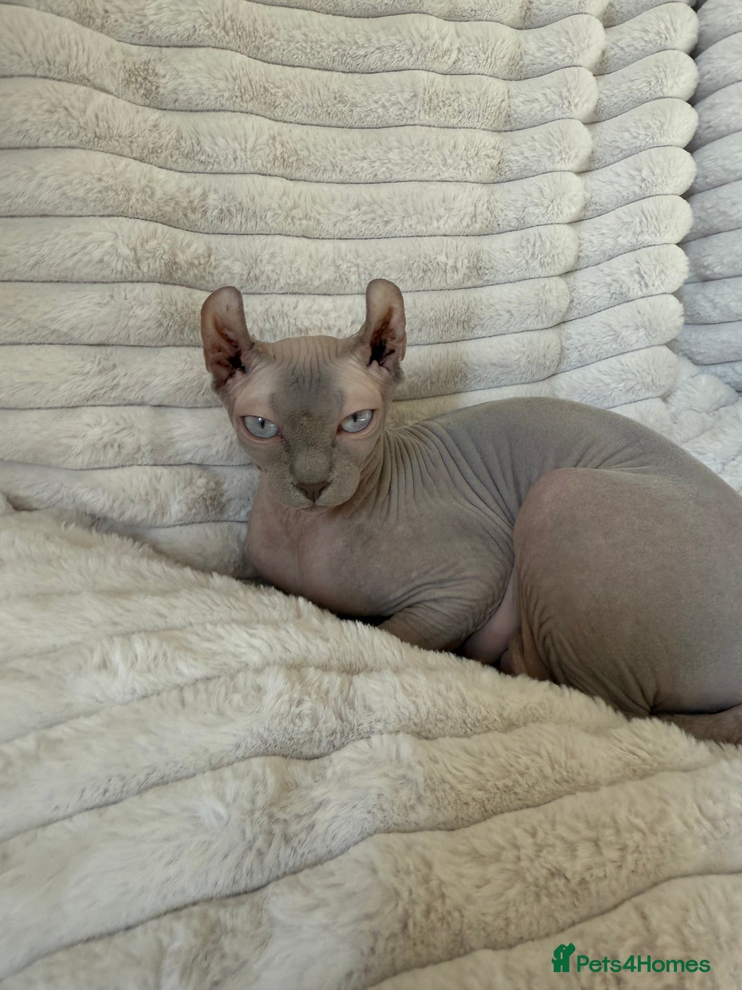 Sphynx cats for sale: TICA ACTIVE QUEEN🐈‍⬛ - Advert 1