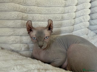 Sphynx cats TICA ACTIVE QUEEN🐈⬛ - Advert 1