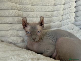 Sphynx cats TICA ACTIVE QUEEN🐈⬛ - Advert 6
