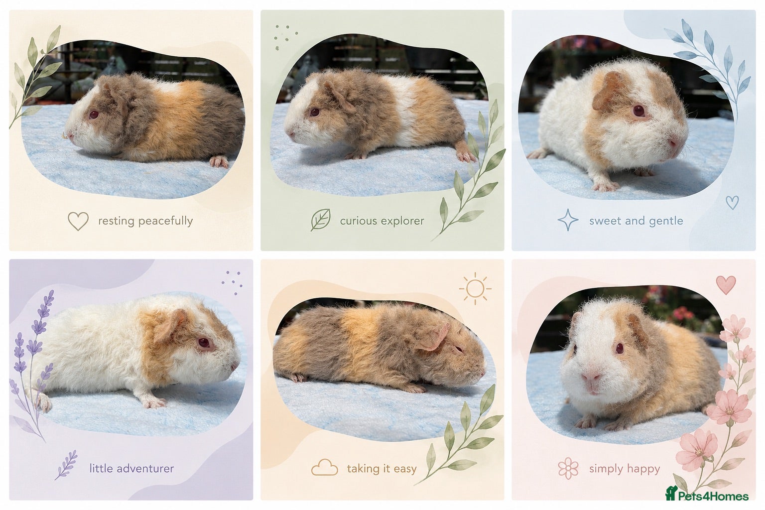 Guinea Pig rodents Six Boar guinea pigs - Advert 1