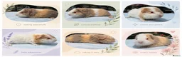 Guinea Pig rodents for sale: Six Boar guinea pigs - Advert 1