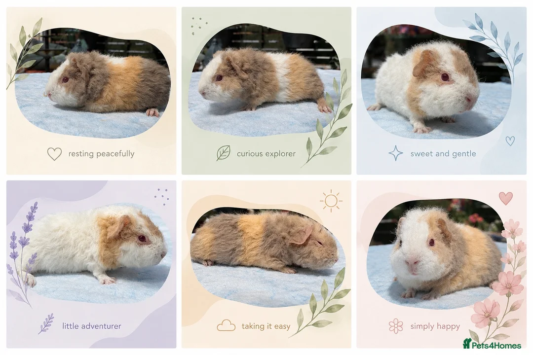 Guinea Pig rodents for sale: Six Boar guinea pigs - Advert 1