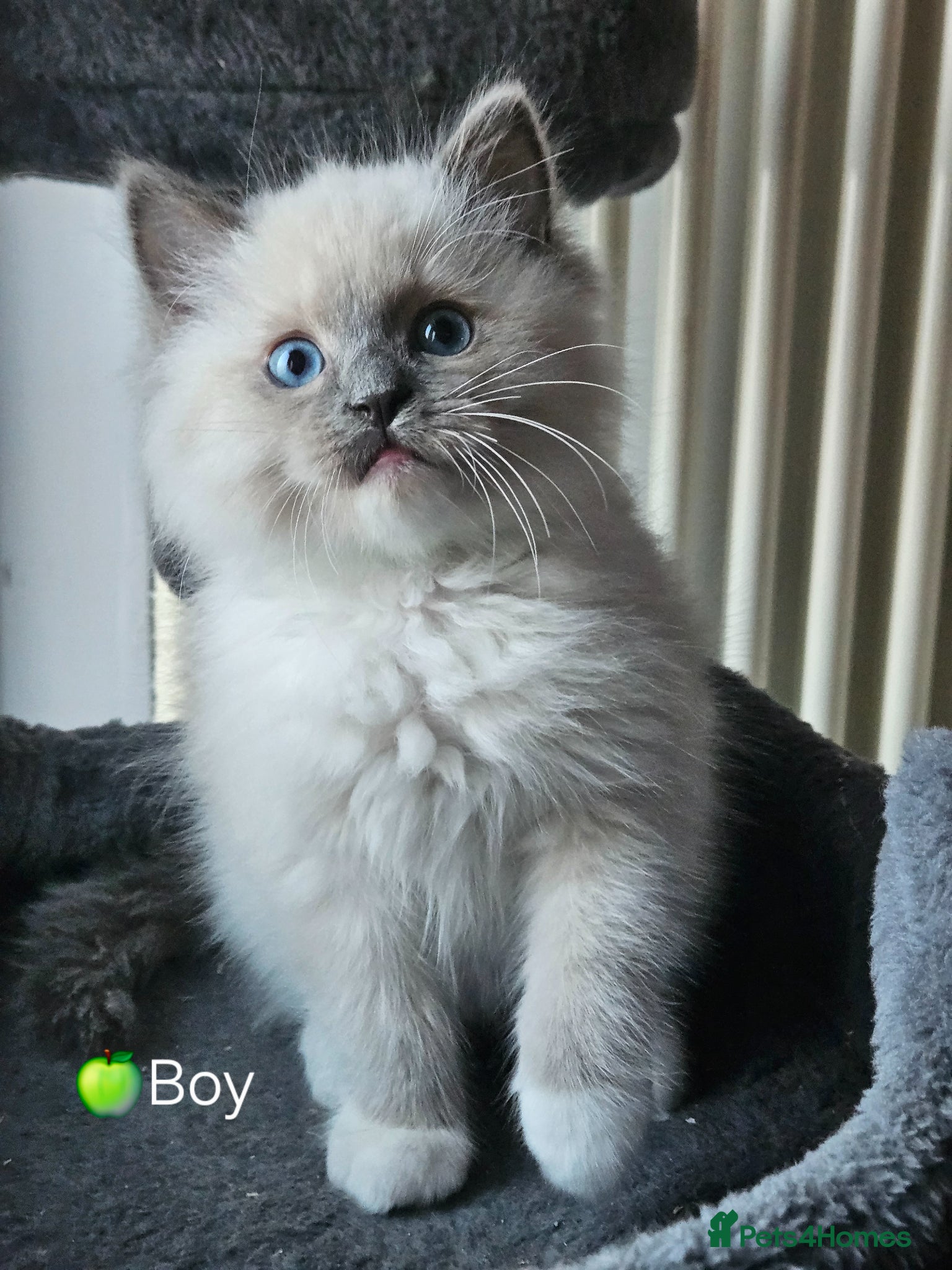 Ragdoll cats Ragdoll Kitten AVALIABLE  - Advert 11