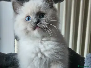 Ragdoll cats Ragdoll Kitten AVALIABLE - Advert 11