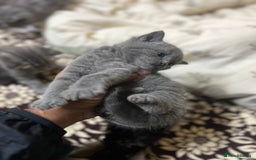 British Shorthair cats for sale: British short hair kittens looking forever home  - Image 5