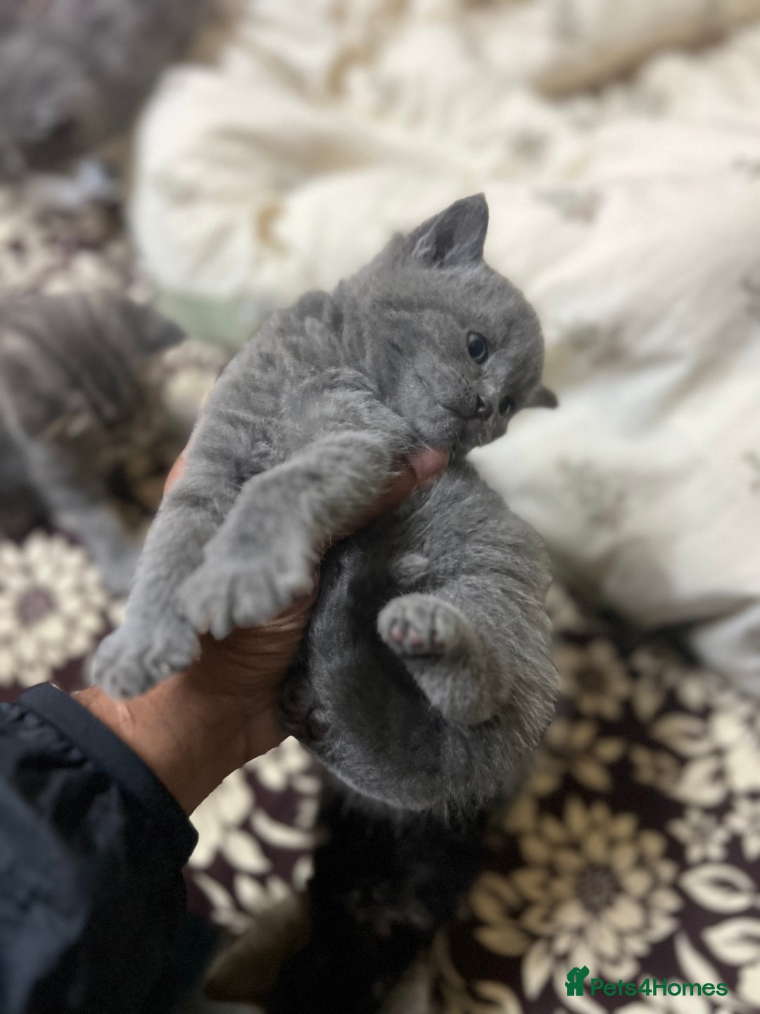 British Shorthair cats for sale: British short hair kittens looking forever home  - Image 5