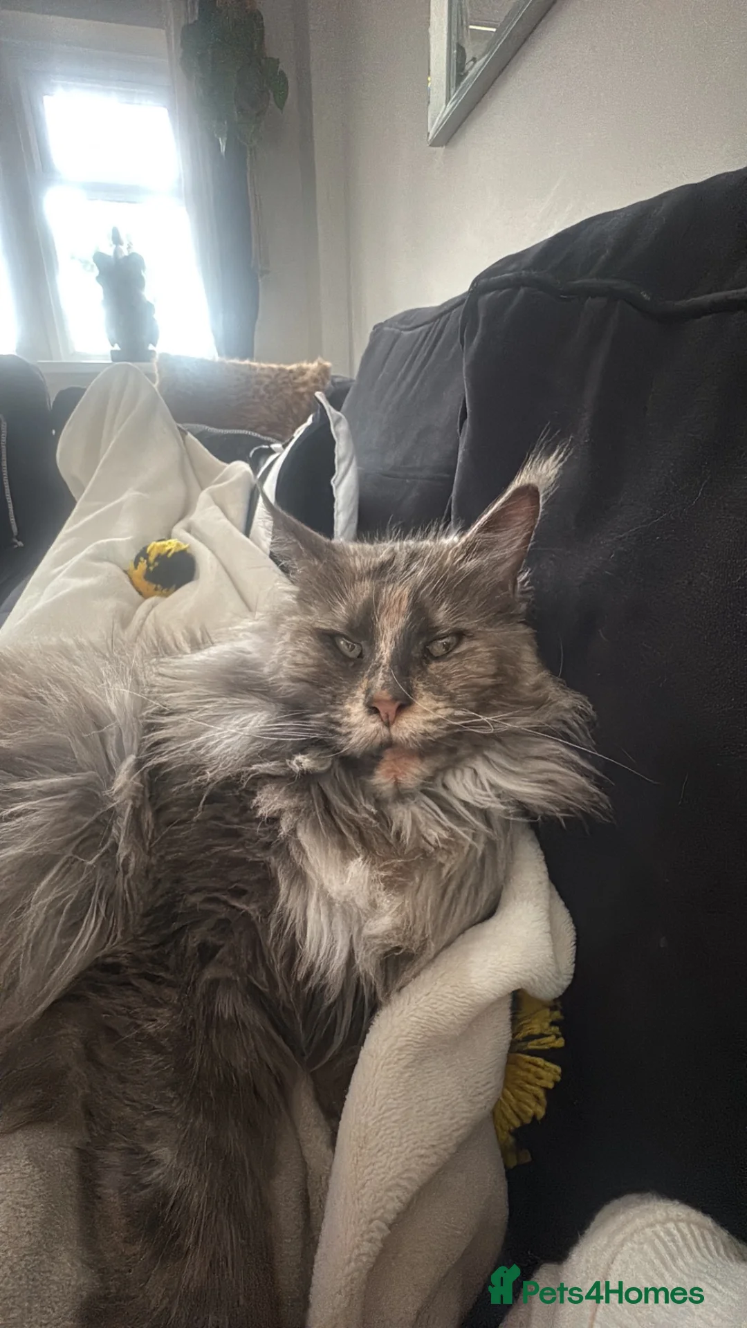 Maine Coon cats for sale:  ** n European Maine coon kittens  in Benfleet - Advert 2